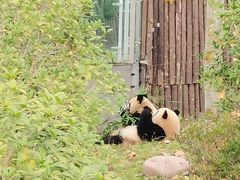 -成都大熊猫繁育研究基地