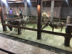 -清迈夜间动物园