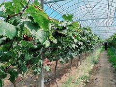 -马陆小张葡萄园农家乐