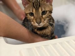 -猫大福·Fortune Cat猫舍(百子湾店)