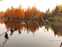 -白鹭湾湿地公园