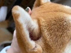 -柴犬高等学院·狗咖·柴犬售卖·宠物训练
