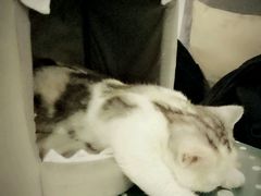 -吉丁鸟咖·异宠·寄养