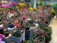-双季花艺园艺市场(浦东店)