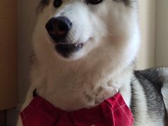 -Husky Go! 哈士奇体验馆·宠物咖啡厅狗咖