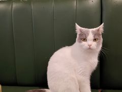 -遇见羊驼·奶狗咖·布偶猫咖·法斗柯基柴犬阿拉斯加(春熙路太古里IFS店)
