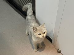 -御宝贝·A梦猫科宠物医院(国际猫友好医院)
