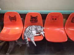 -猫咪博物馆(顶澳仔猫街店)