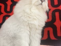 -御宝贝·A梦猫科宠物医院(国际猫友好医院)