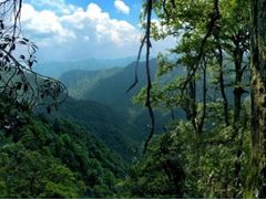 -黄荆老林