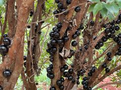 -侯臣咖啡文化村