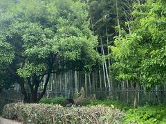 -树山生态村