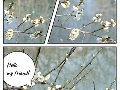 -香雪海