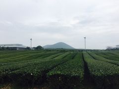 -雪绿茶博物馆