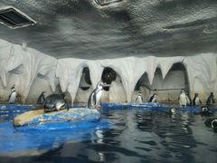 -太平洋海底世界