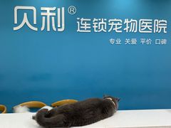 -贝利宠物医院·骨科·眼科·肿瘤转诊中心(南坪诊疗中心)