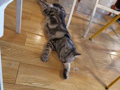 -Cappucimeow猫咪咖啡馆(韦伯时代店)