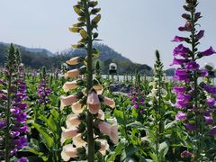 -顺峰山公园