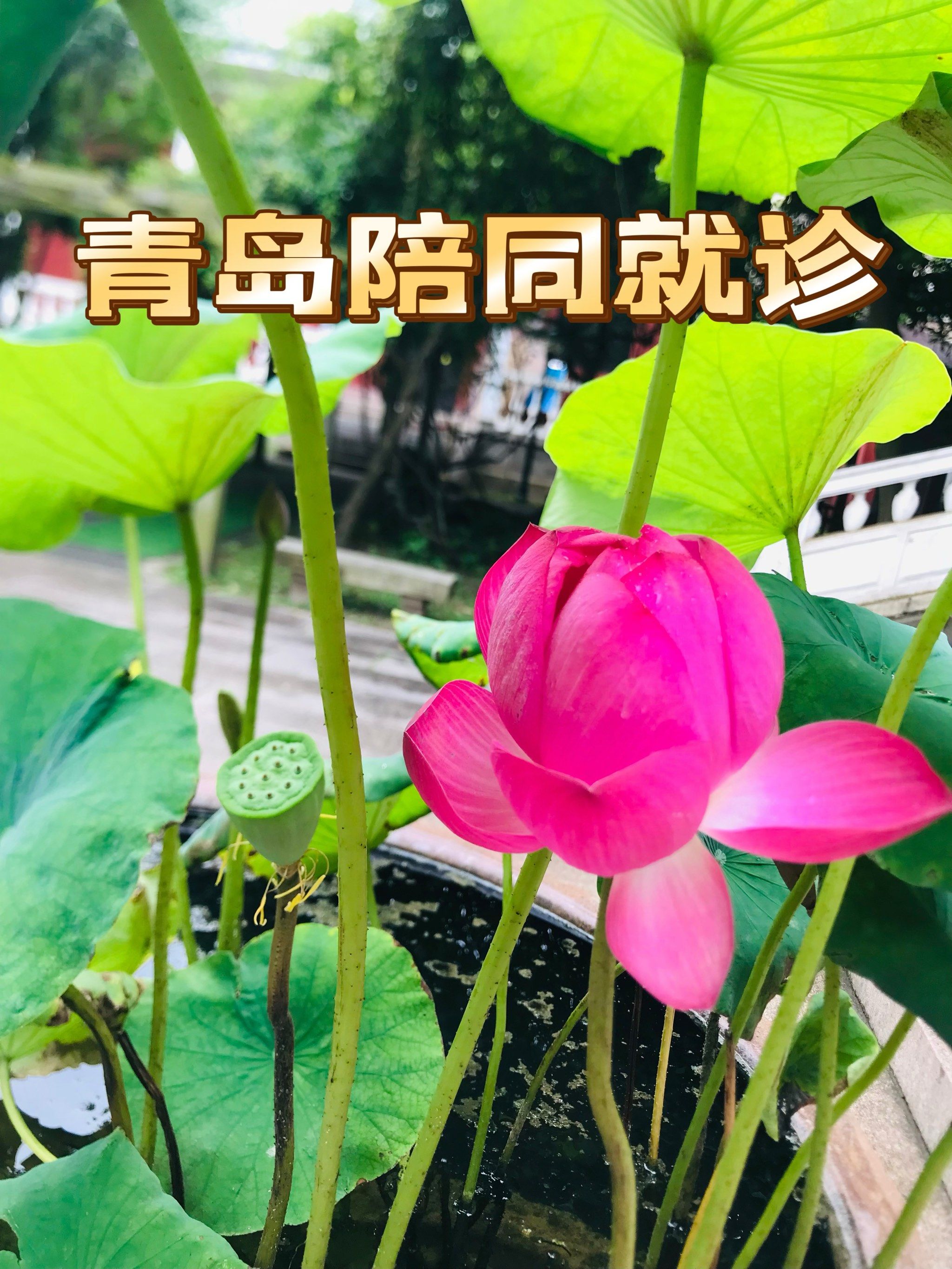 包含北京陪诊服务公司	北京陪诊收费价格表丰台区黄牛票贩子号贩子电话的词条