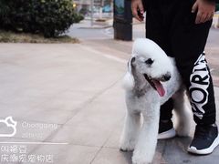 -重庆市江北嘴中央商务区中央公园