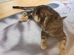 -猫和宫(六道口店)