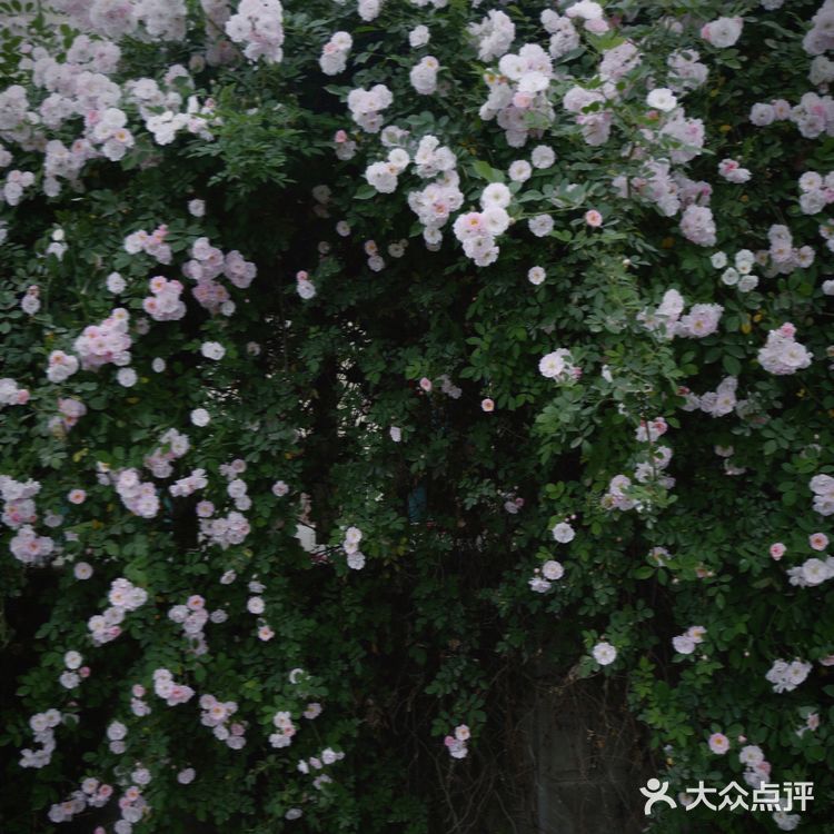 0元拍｜成都的网红“蔷薇花墙” 