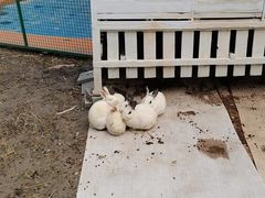 -夏阳湖皇冠假日酒店-自助餐厅