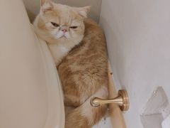 -飞行喵MR PILOT|猫舍·猫咖(静安大融城店)