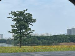 -海珠湖公园
