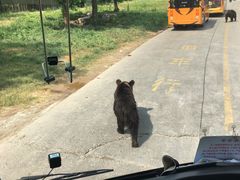 -上海野生动物园