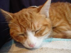 -Sirena海妖日咖夜酒