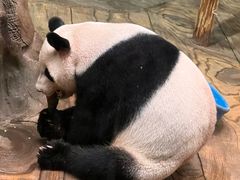 -深圳野生动物园