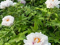 -莲花池公园
