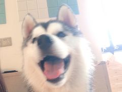 -Husky Go! 哈士奇体验馆·宠物咖啡厅狗咖