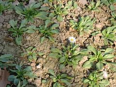 景点-焦山风景区