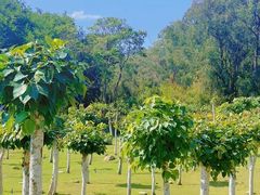 -三亚南山文化旅游区