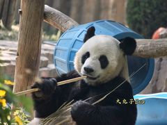 -大连森林动物园