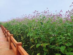 -呼兰河口湿地公园