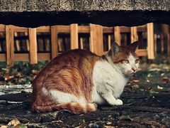 -西园寺