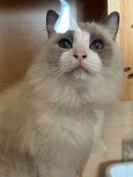 -懒猫摄影studio写真馆