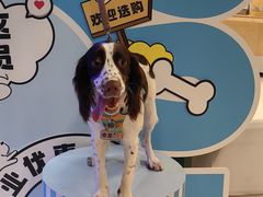 -帕帕拉兹宠物(亚洲旗舰店)