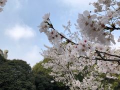 -武汉大学-樱园