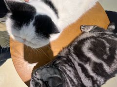 -藏猫猫咖啡主题馆(中央大道店)