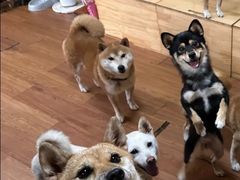 -柴犬高等学院·狗咖·柴犬售卖·宠物训练