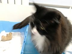 -纳吉亚猫专科动物诊疗中心(蒋宅口分院)