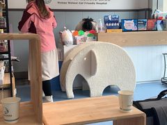 -伟伟宠物医院·瑞派猫友好医院·猫科(光谷店)