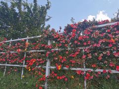 -名花谷生态庄园