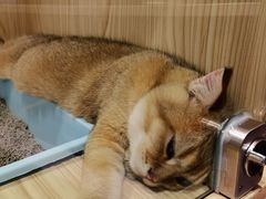 -屋虎猫馆(宝安大仟里店)