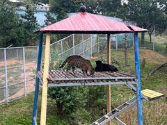 -西霞口神雕山野生动物世界