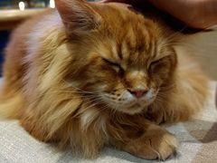 -藏猫猫咖啡主题馆(中央大道店)